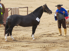 YALU LINDO BRUJO